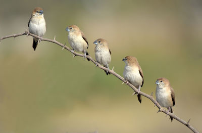 Close-up of bird perching on branch