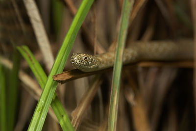 The dice snake from krka river, croatia