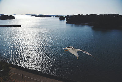 High angle view of seagull on sea shore