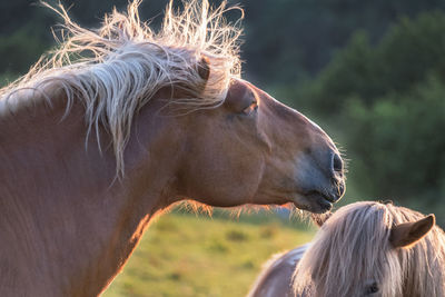 Close-up of a horse