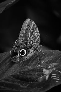 Close-up of butterfly on wood