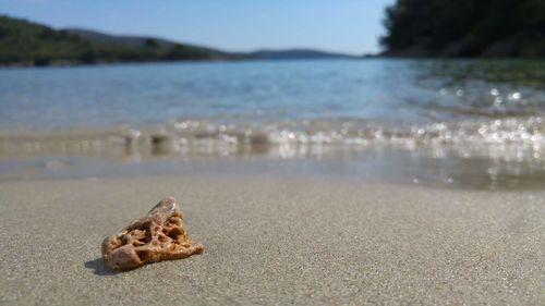 Close-up of shell on beach against sky