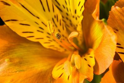 Macro shot of yellow flower