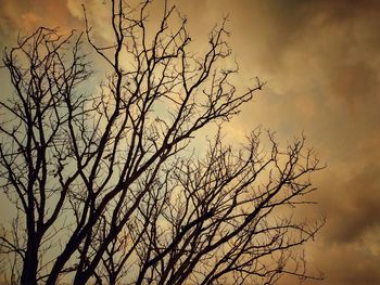 Low angle view of silhouette bare tree against sky