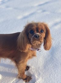 A dog standing in a snow and has snow on her nose