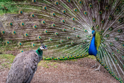 Close-up of peacock