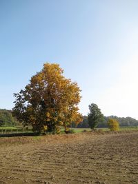 Trees on field against clear sky