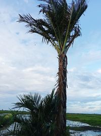 Palm tree by sea against sky