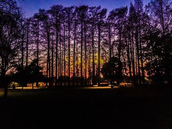 Silhouette of bare trees against sky at night