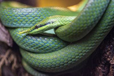 Close-up of green snake