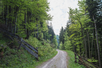 Road amidst trees in forest