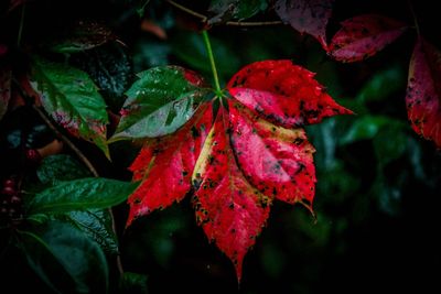 Close-up of maple leaves on branch