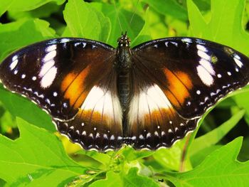 Close-up of butterfly on leaf