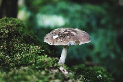 Close-up of mushrooms growing on tree trunk