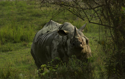View of tree against sky