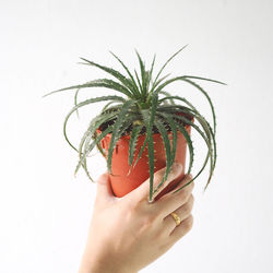 Close-up of hand holding plant against white background