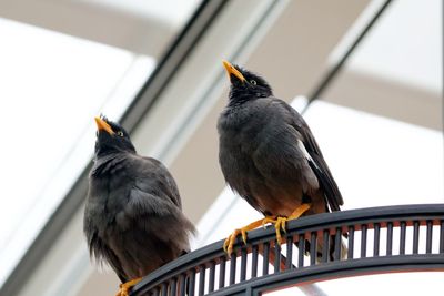 Close-up of bird perching