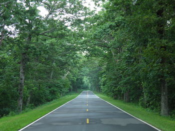 Empty road amidst trees in forest