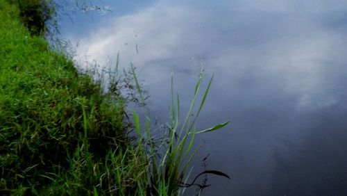 Close-up of grass by lake against sky