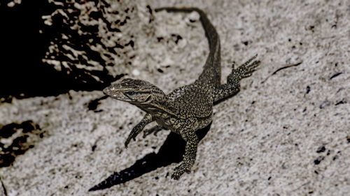 High angle view of lizard on land