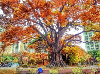 Trees in park