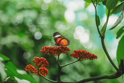Close-up of butterfly pollinating on red flowers