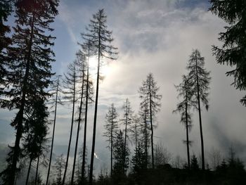 Low angle view of trees against sky