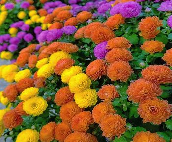 Full frame shot of multi colored flowering plants