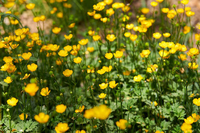 Close-up of yellow flowering plants on field