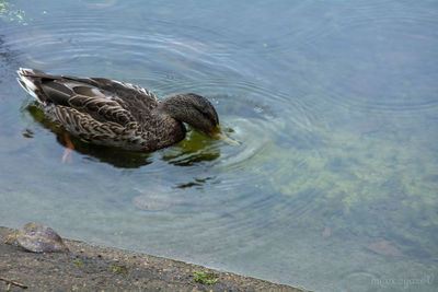 High angle view of duck swimming in lake