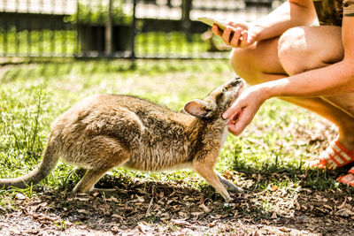 Low section of man photographing joey while crouching at zoo