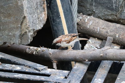 Close-up of birds on wood