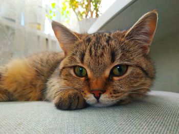 Close-up portrait of a cat