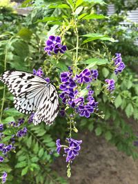 Close-up of butterfly on purple flower