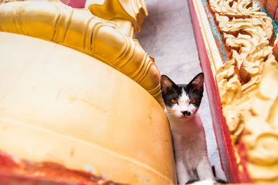 Low angle view of cat sitting by statue