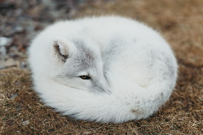 Portrait of an arctic fox on field in iceland