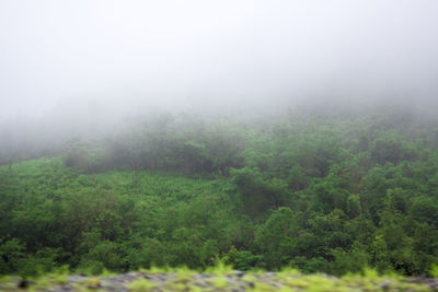 Scenic view of foggy forest