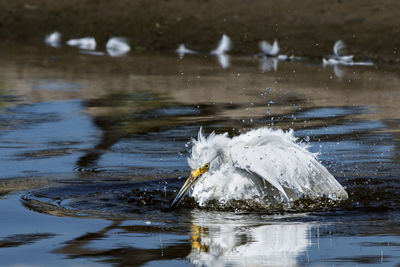 View of duck in lake