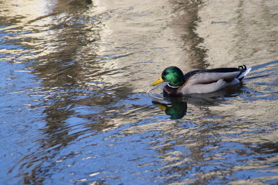 Duck swimming in lake