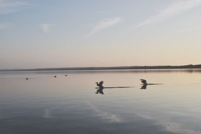 Silhouette birds in lake against sky