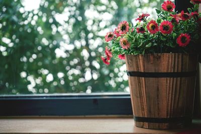 Close-up of flower pot