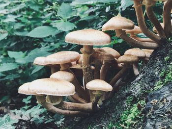 Close-up of mushrooms growing on field