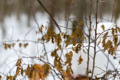 Close-up of snow on plant during winter