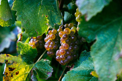 Close-up of grapes growing in vineyard