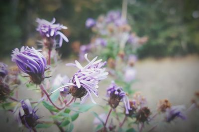 Close-up of purple flowers growing in garden
