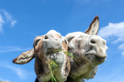 Close-up of donkeys eating grass against sky