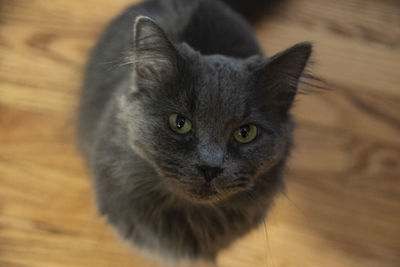 Close-up portrait of a cat