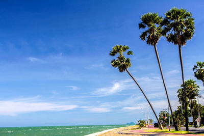 Palm trees on beach against sky