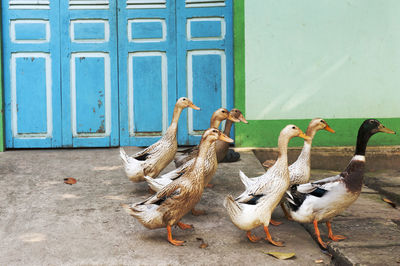 Geese on ground