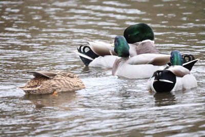 Ducks swimming in lake